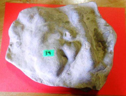 Stromatolite (FREE SHIPPING / POSTAGE)