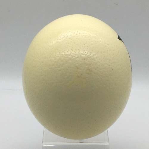 Fabulous Hand-Painted `Buffalo` Ostrich Egg (Signed)