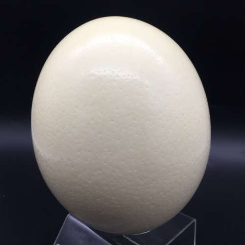 Hand-Painted `Elephant` Ostrich Egg (Signed)
