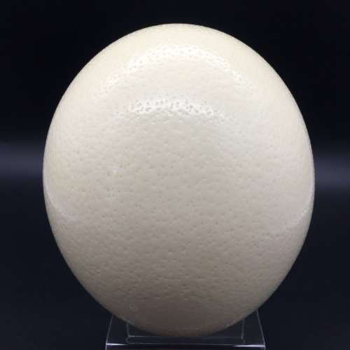 Fabulous Hand-Painted `Lion` Ostrich Egg (Signed)