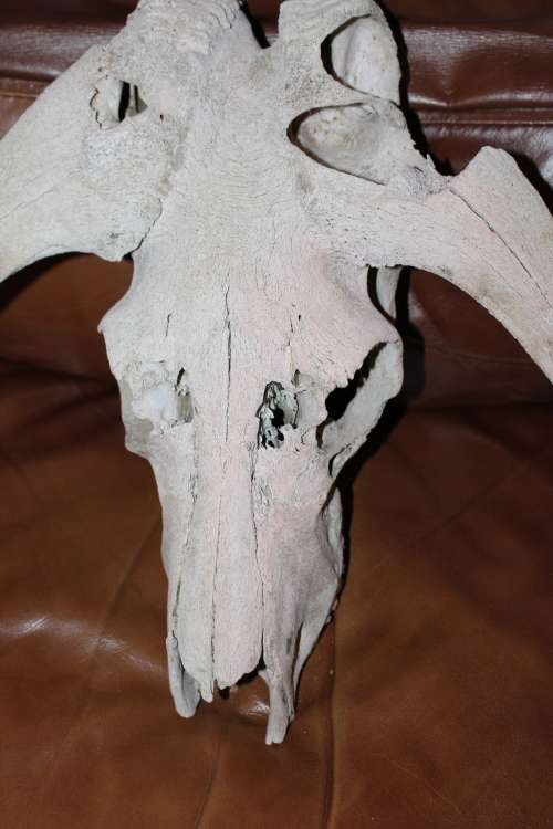 Vintage Black wildebeest Skull