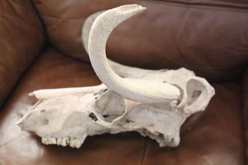 Vintage Black wildebeest Skull