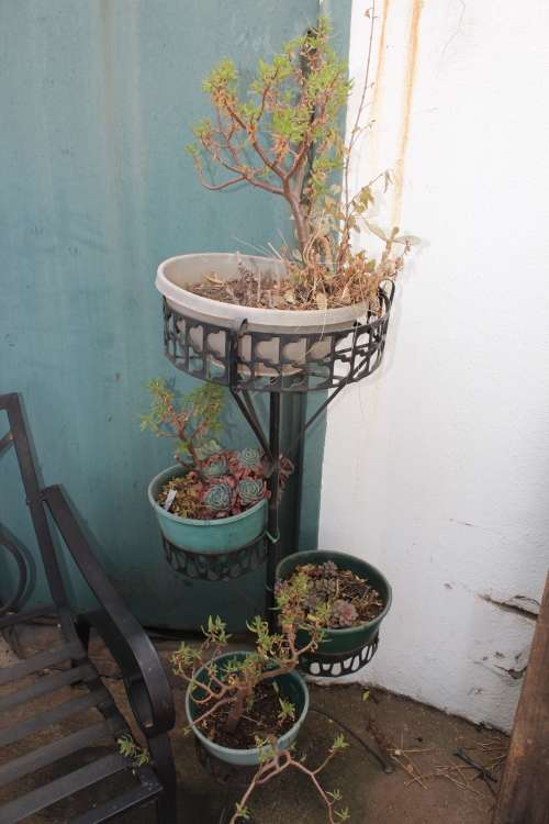 Patio Lot including pair of decorative metal chairs and metal plants stands including all plants