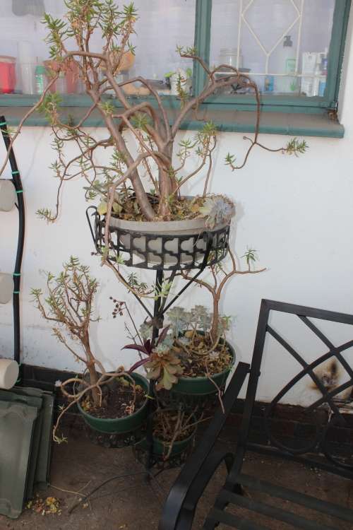 Patio Lot including pair of decorative metal chairs and metal plants stands including all plants