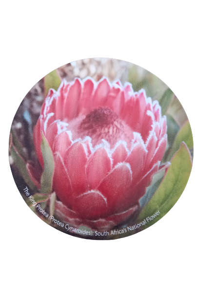 Licence Disc Sticker - Protea