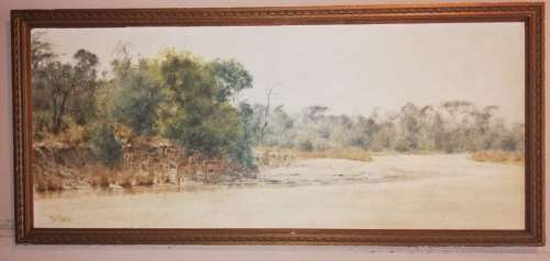 Paul Rose -Impala at Sabi  - 121 x 50cms