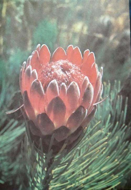 ## Protea Envelope ##