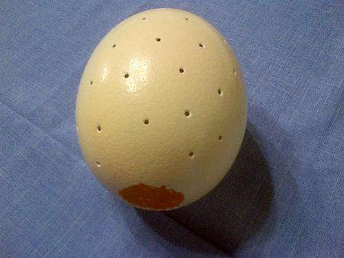Ostrich Eggs Cracked open on top