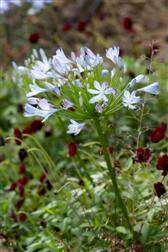 Agapanthus LARGE BLUE - Blue lily (10 Seeds)