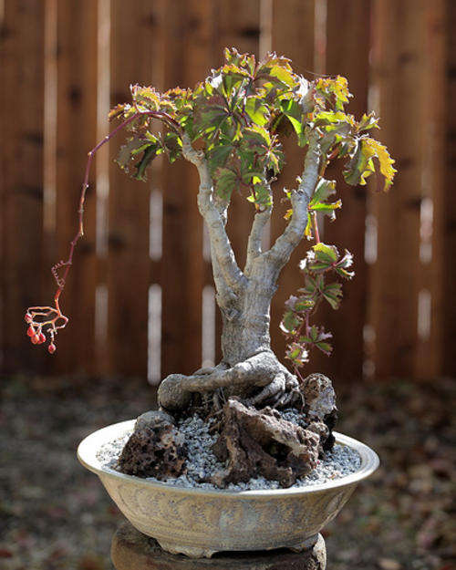 Cyphostemma cirrhosum - Wildedruif (10 Seeds)