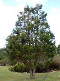 Widdringtonia nodiflora - Mountain cedar (10 Seeds)