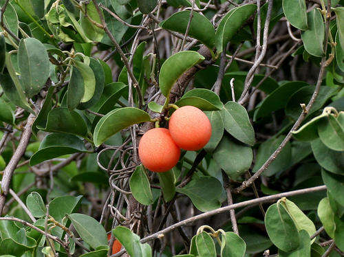 Ximenia americana - Blue sourplum (10 Seeds)