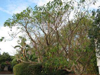 Tabernaemontana elegans - Toad tree (10 Seeds)