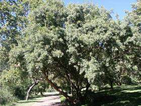 Searsia leptodictya - Mountain karee (50 Seeds)
