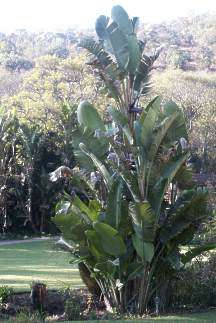 Strelitzia nicolae - Natal wild banana (50 Seeds)
