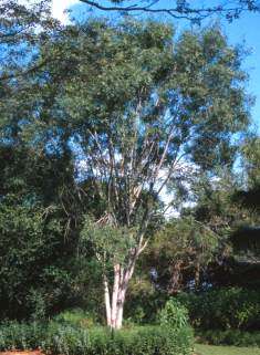Ptaeroxylon obliquum - Sneezewood (10 Seeds)