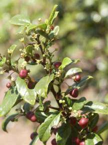 Rhamnus prinoides - Dogwood, Shiny-leaf (50 Seeds)