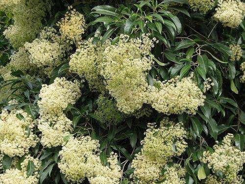 Nuxia floribunda - Forest elder (50 Seeds)