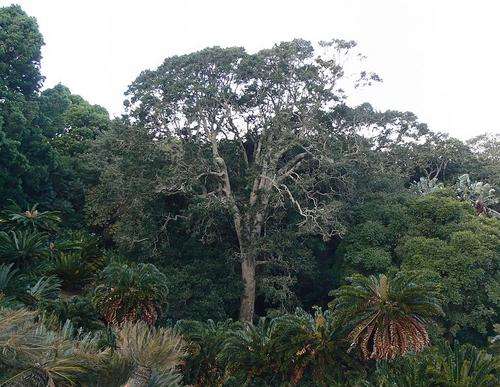 Ilex Mitis - African holly (50 Seeds)