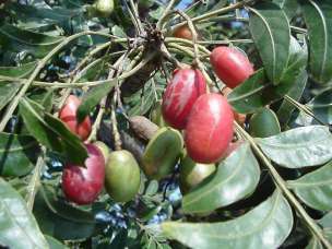 Harpephyllum caffrum - Wild plum (10 Seeds)
