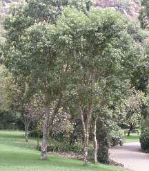Heteropyxis natalensis - Lavender tree (10 Seeds)