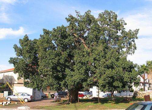 Ficus sycamorus - Sycamore fig (10 Seeds)