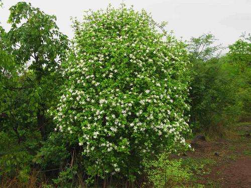 Gardenia resiniflua - Gummy gardenia (10 Seeds)