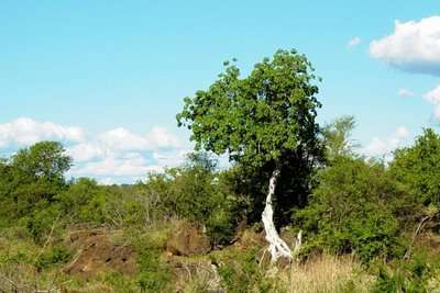 Ficus abutilifolia - Large-leaved rock fig (10 Seeds)