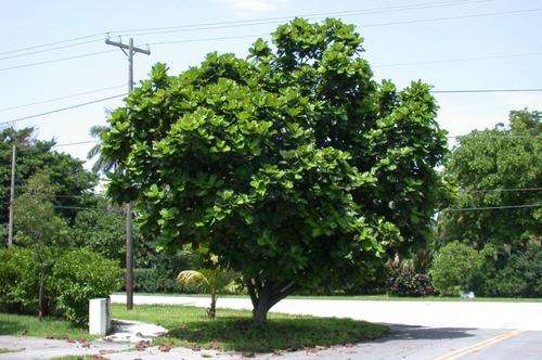 Winter sale - Ficus lyrata - Fiddle-leaved fig (50 Seeds)