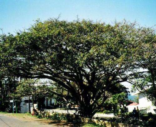 Ficus natalensis - Common wild fig (10 Seeds)