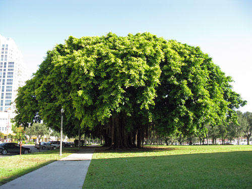 Ficus benghalensis - Banyan tree (10 Seeds)