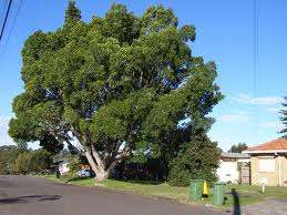 Ficus rubiginisa - Port Jackson fig (10 Seeds)
