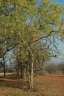 Combretum apiculatum - Red bushwillow (10 Seeds)
