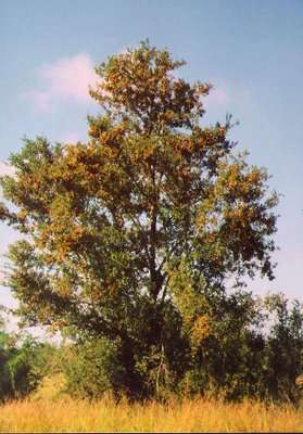 Combretum hereroense - Russet bushwillow (10 Seeds)