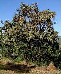 Combretum molle - Velvet bushwillow (10 Seeds)