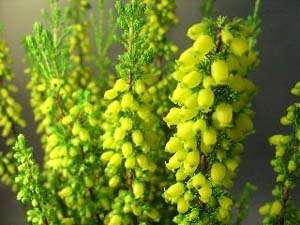 Winter sale - Erica blandfordia (10 Seeds)