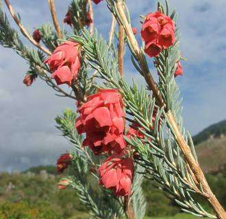 Erica glauca var glauca - Cup-and-saucer heath  (10 Seeds)