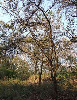 Dichrostachys cinerea - Sickle bush (10 Seeds)