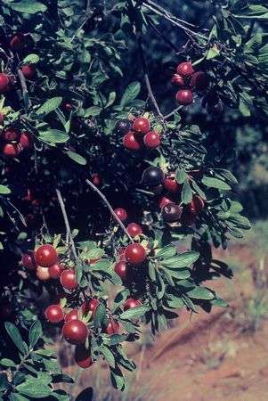 Diospyros lycioides ssp lycioides - Star apple (10 Seeds)