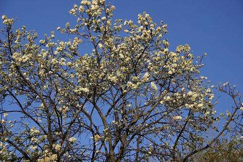 Dombeya rotundifolia - Common wild pear (10 Seeds)