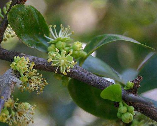 Dovyalis caffra - Kei-apple (50 Seeds)