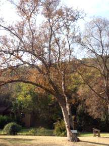 Combretum erythrophyllum - River bushwillow (10 Seeds)