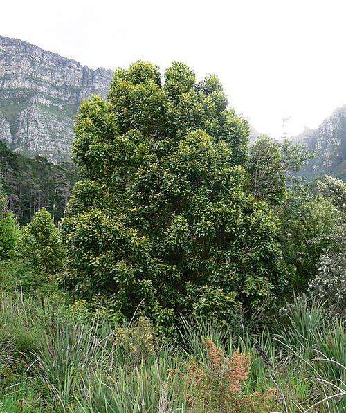 Curtisia dentata - Assegai (10 Seeds)