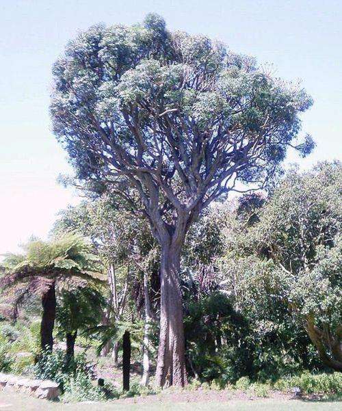 Cussonia spicata - Common cabbage Tree (10 Seeds)