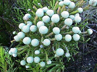 Brunia nodiflora - Common snowbush (10 Seeds)