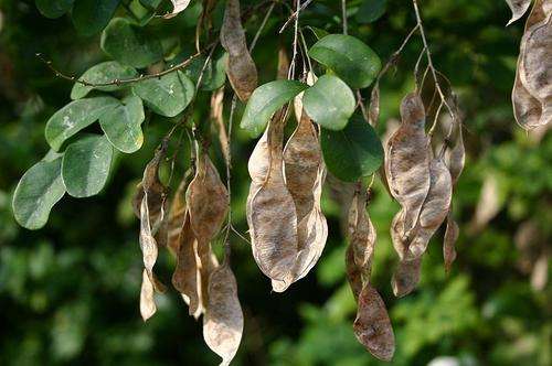 Calpurnia aurea - Wild laburnum (10 Seeds)