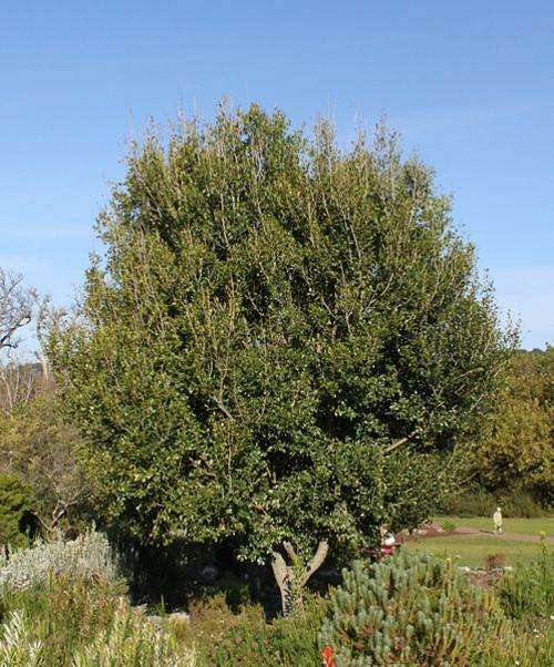 Apodytes dimidiata - White pear (10 Seeds)