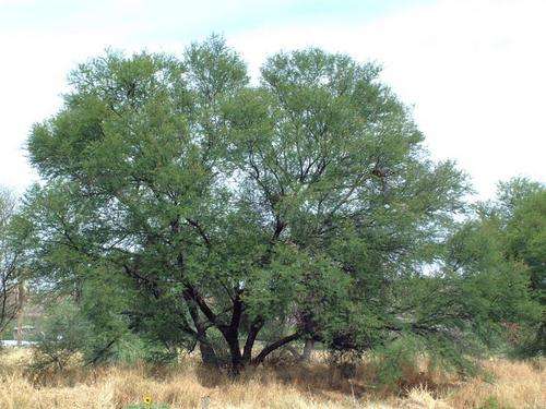 Acacia karoo - Sweet thorn (10 Seeds)