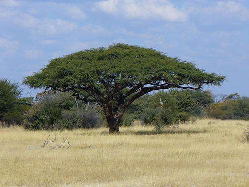 Acacia erioloba - Camel thorn (10 Seeds)