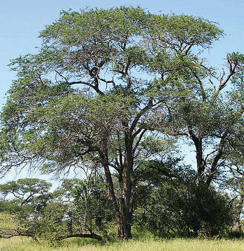 Acacia nigrescens - Knob-thorn (10 Seeds)